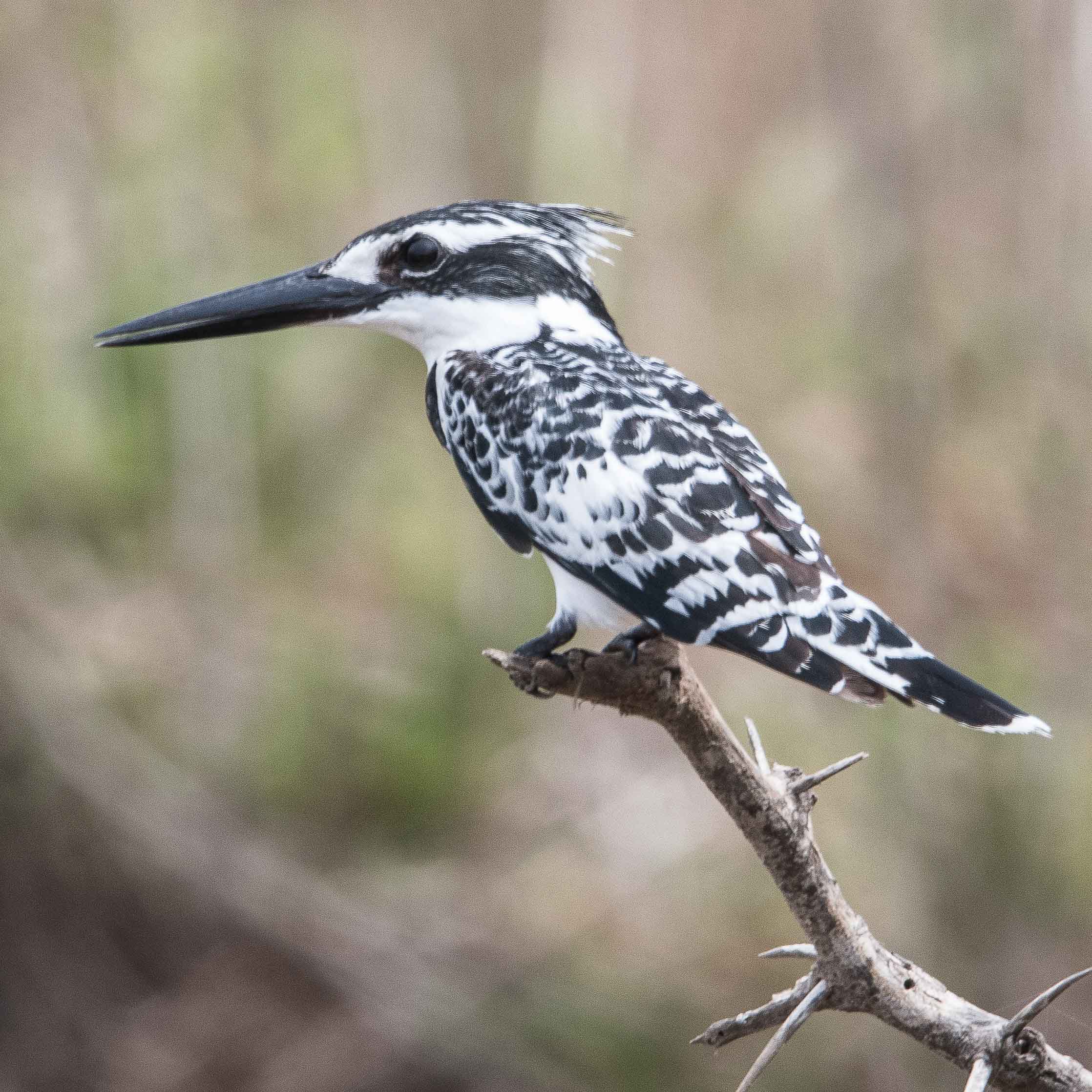 Martin-pêcheur pie (ex Alcyon pie,  Pied Kingfisher, Ceryle rudis), Grande Niaye de Pikine, Dakar, Sénégal.